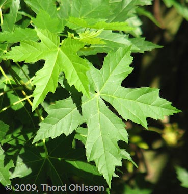 Acer saccharinum